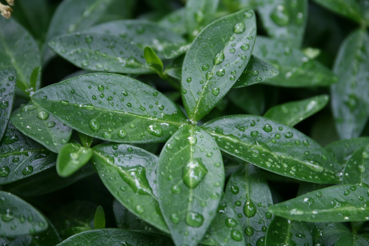 wet plant nature free photo