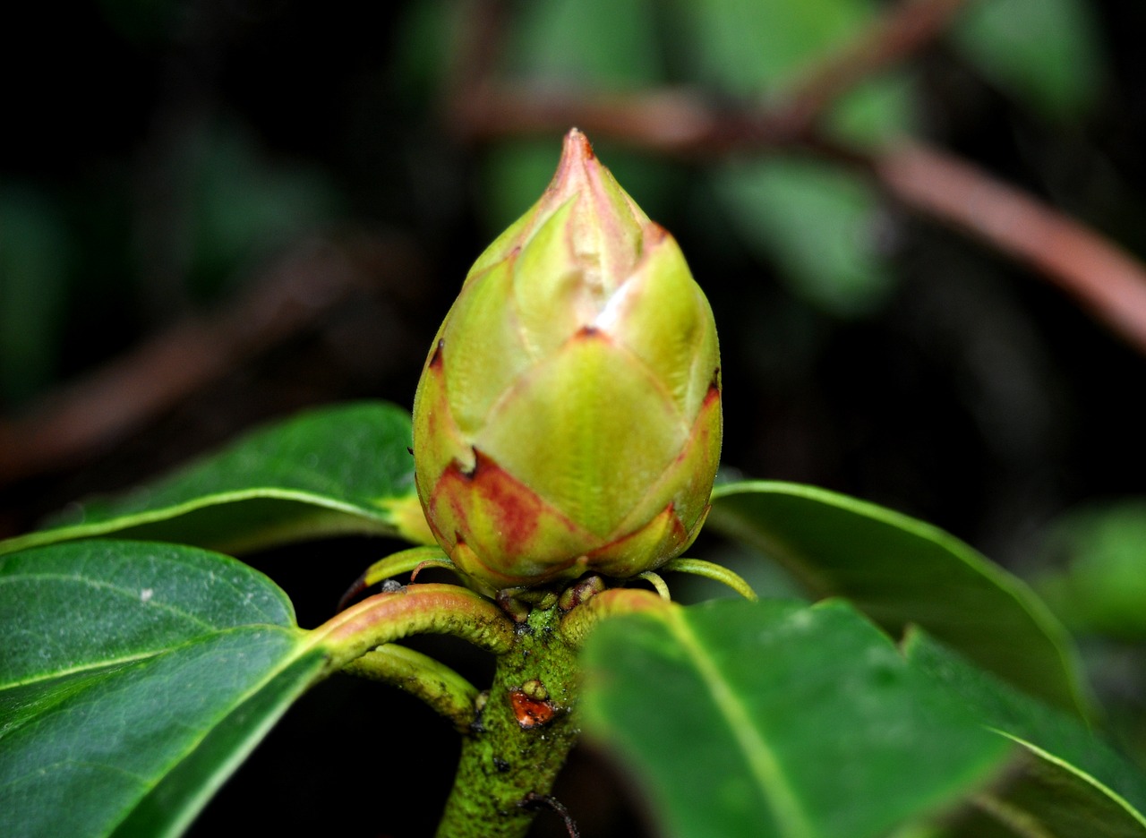 wet nature flower bud free photo