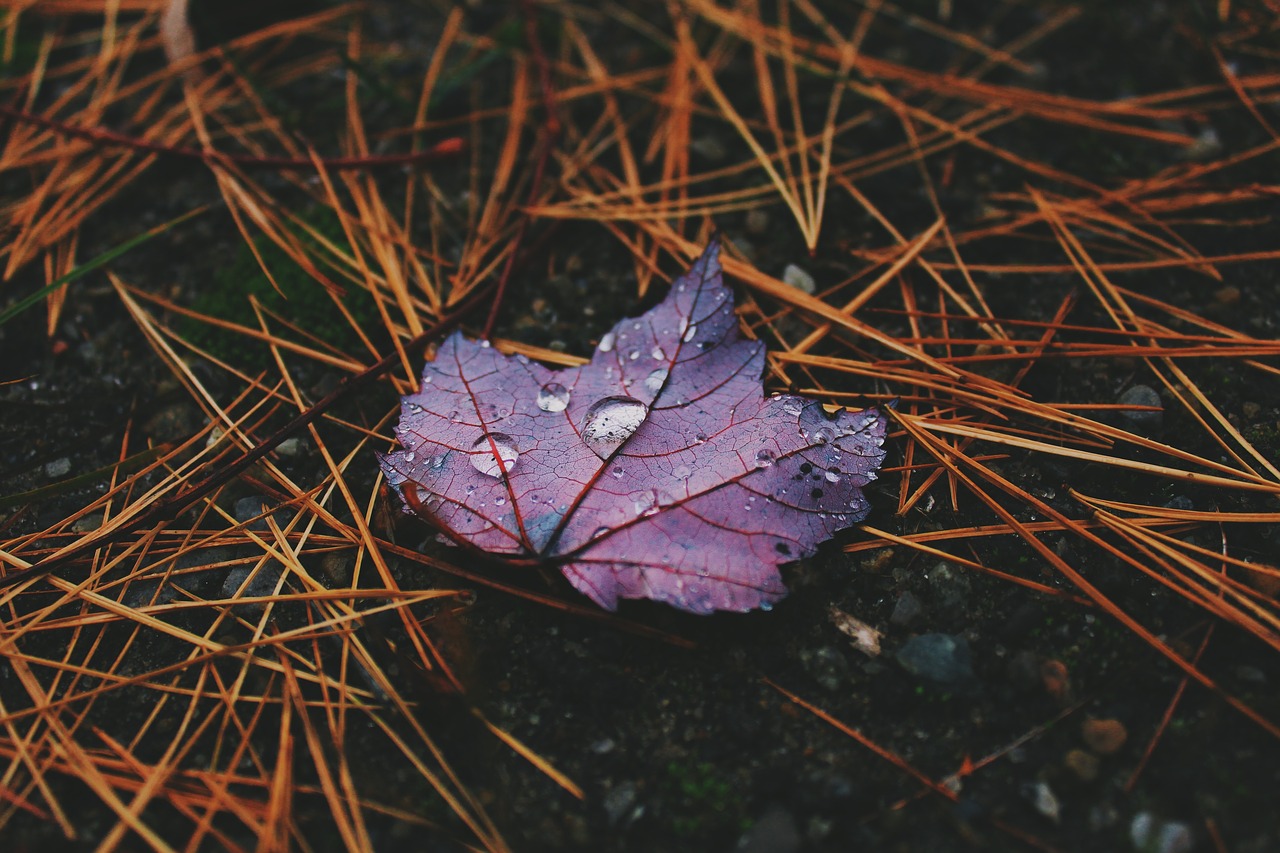 wet leaf purple free photo