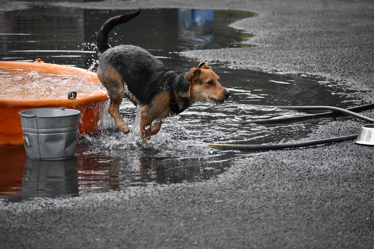 wet outdoors dog free photo