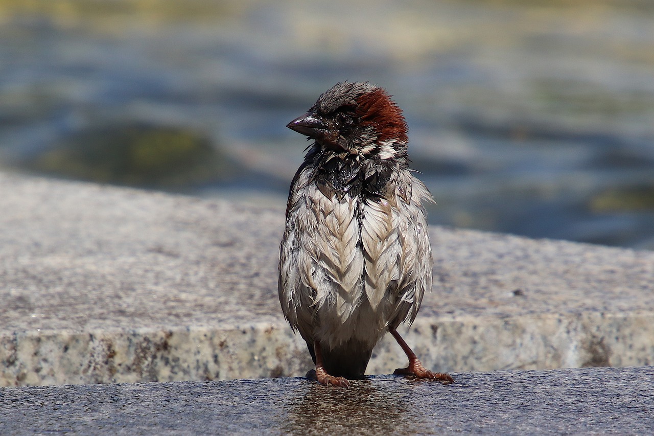 wet  sparrow  swim free photo