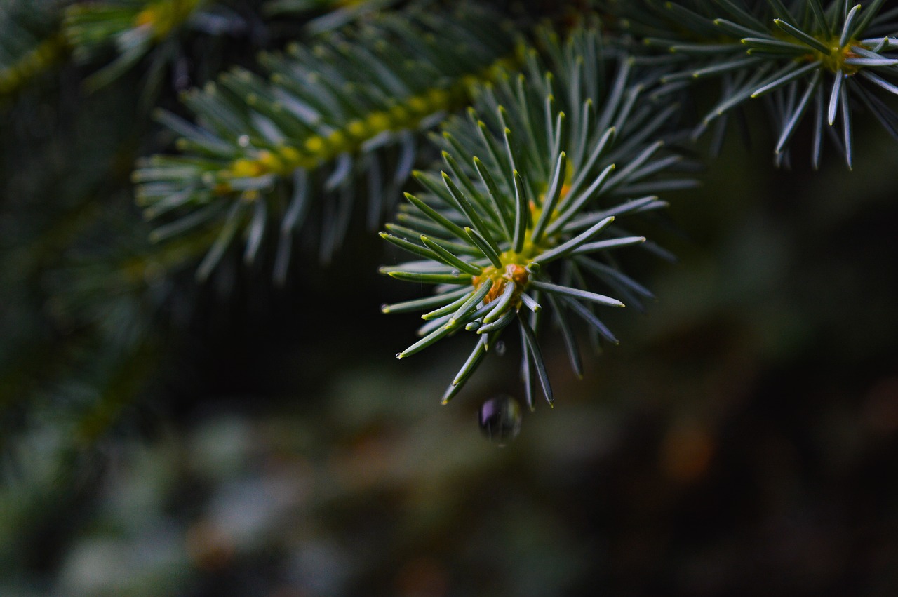 wet  nature  drops free photo