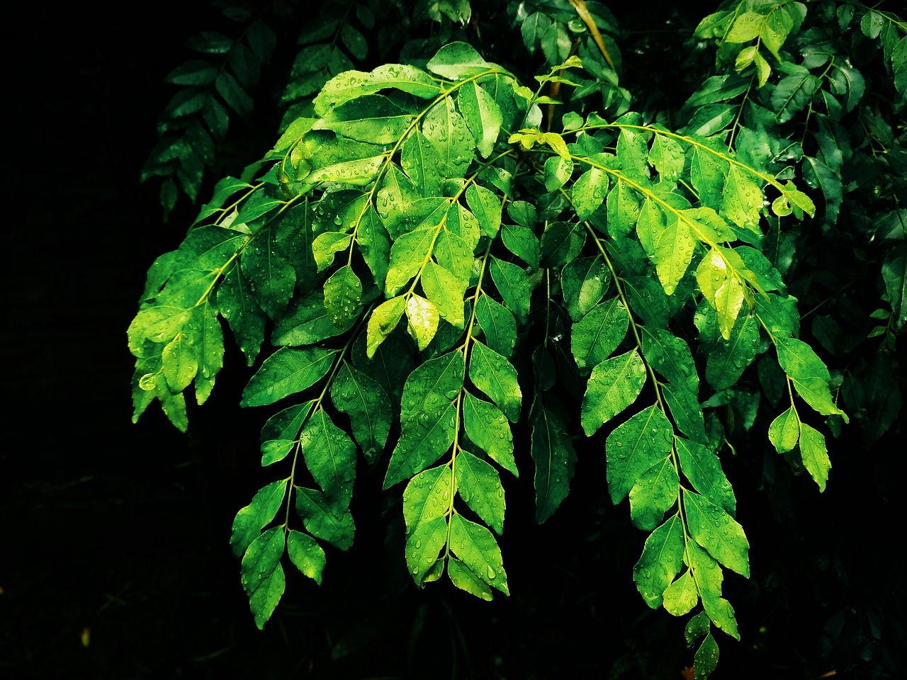 wet  curry leaves  rainy season free photo