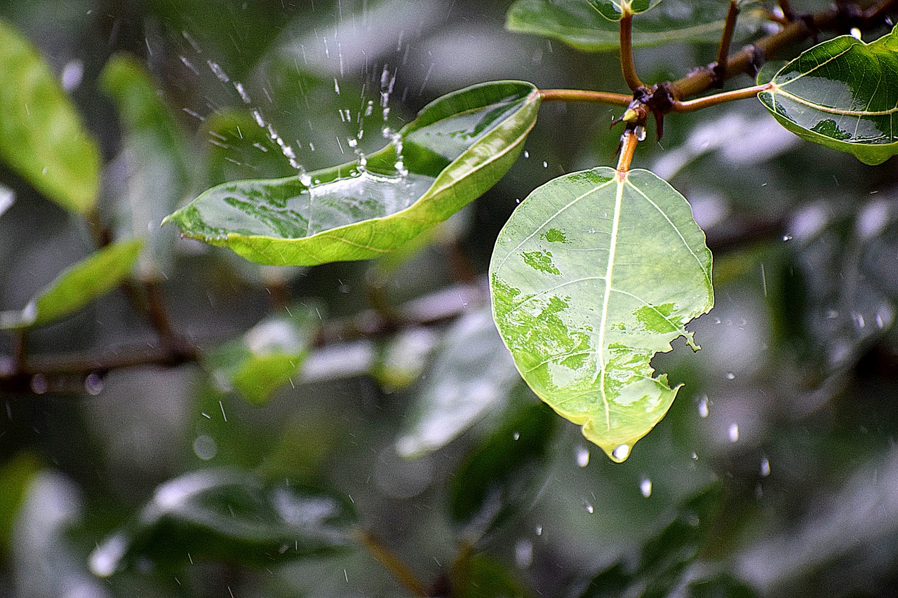 wet  rainy  droplets free photo