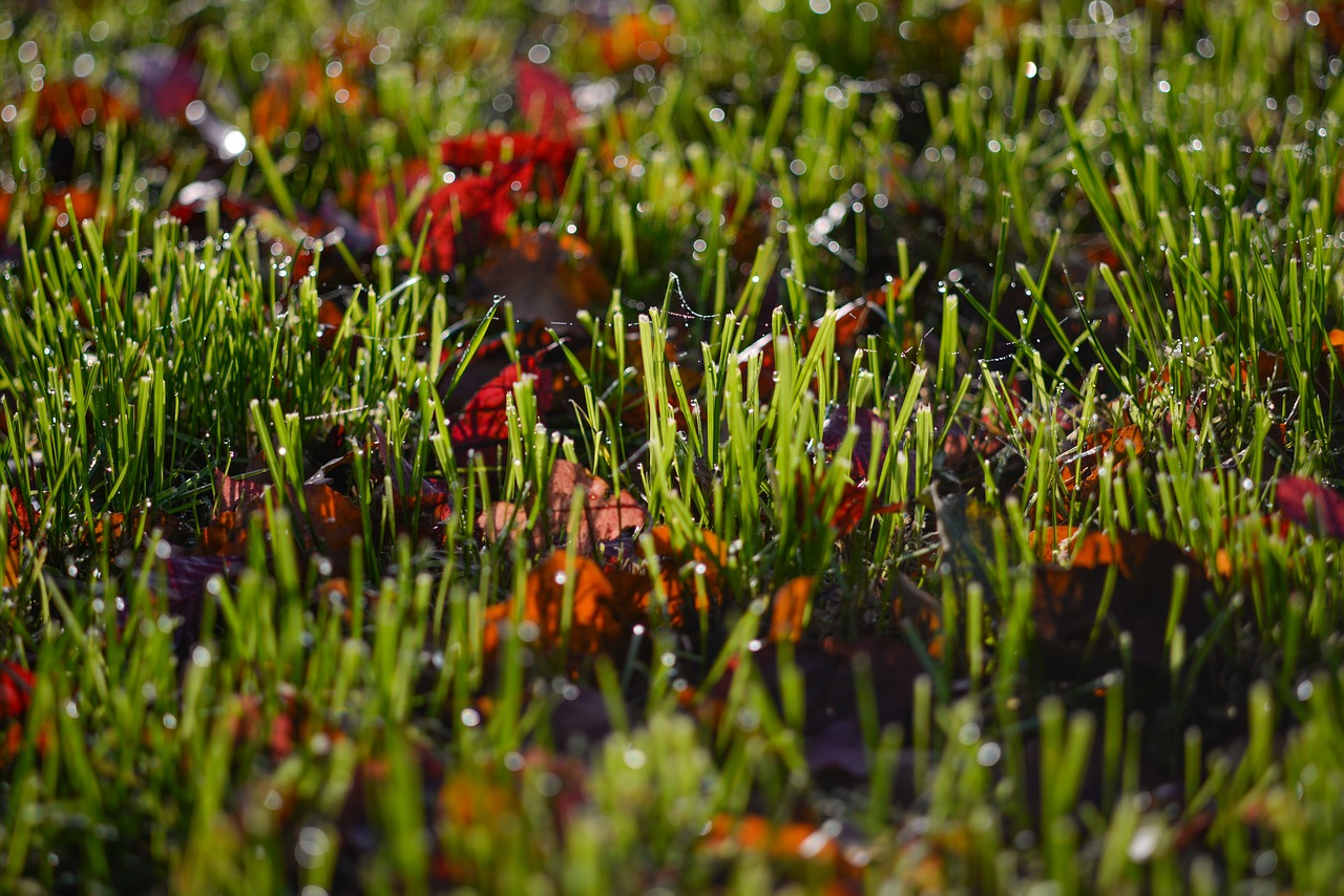 wet  grass  autumn free photo