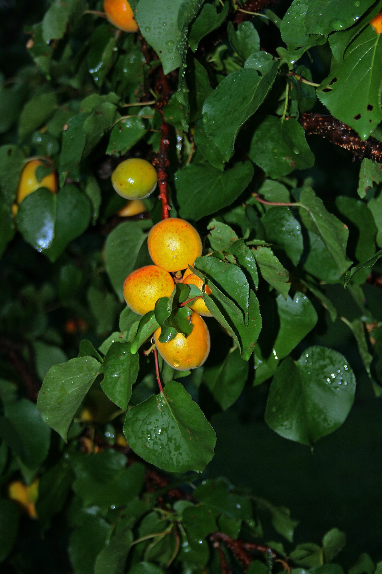 tree leaves fruit free photo