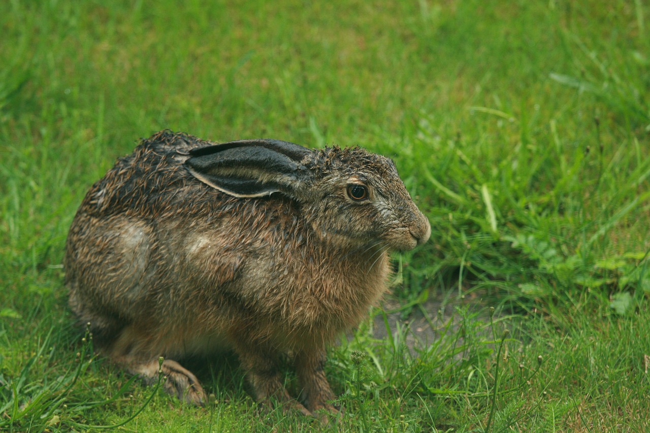 wet brown hare home yard summer free photo