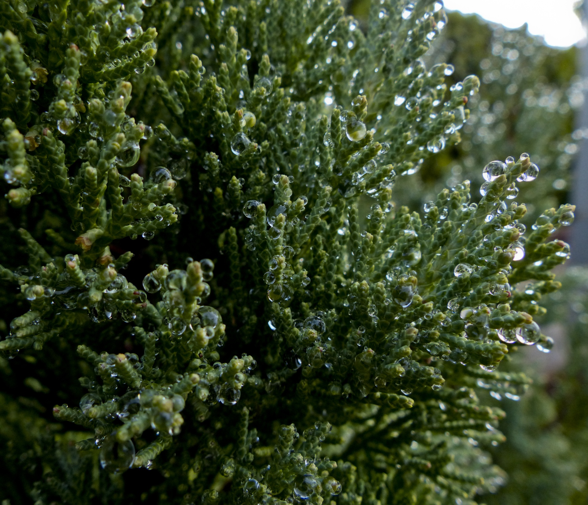 green bush droplets free photo