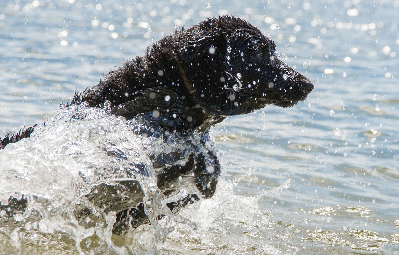 wet dog dog wet free photo