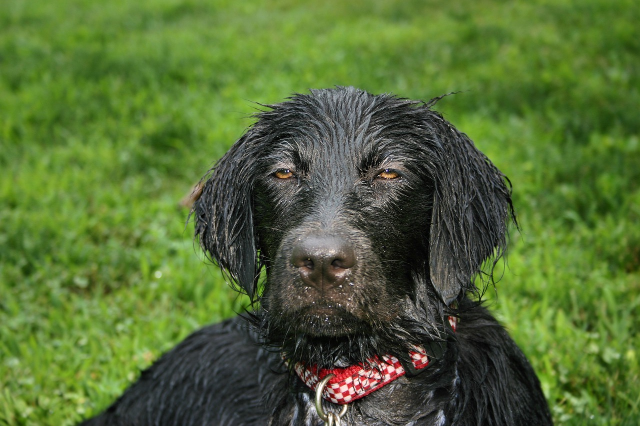 wet dog  flat coated retriever  wet puppy free photo