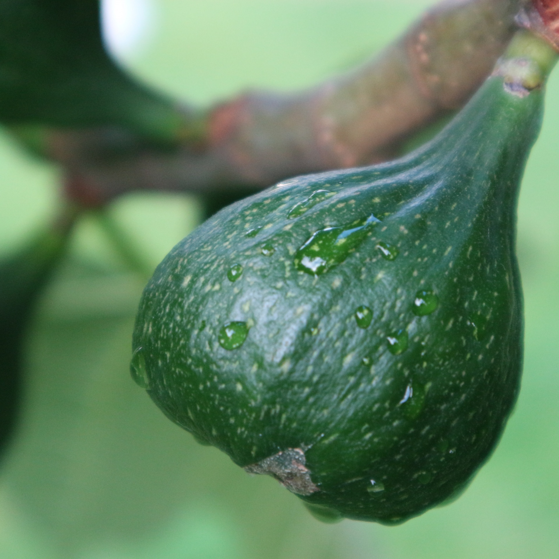 wet green fig free photo