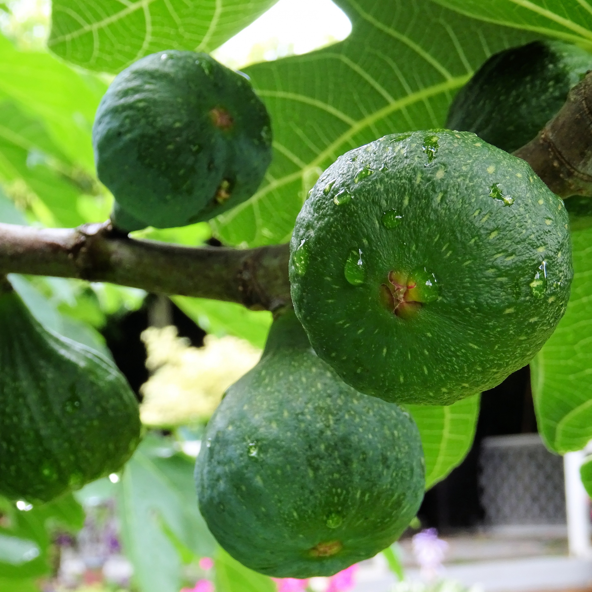 wet fruits figs free photo