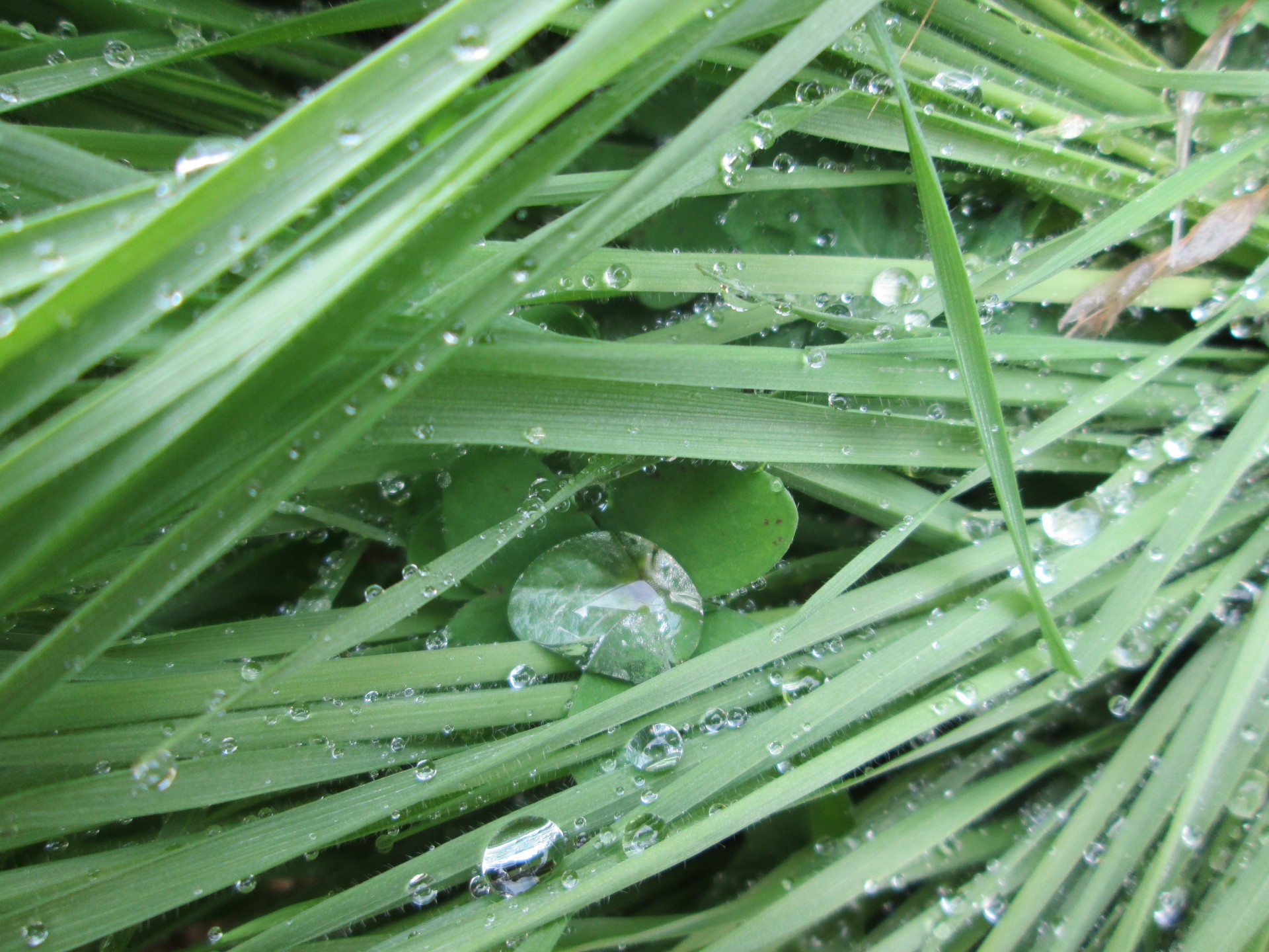 clover grass texture free photo