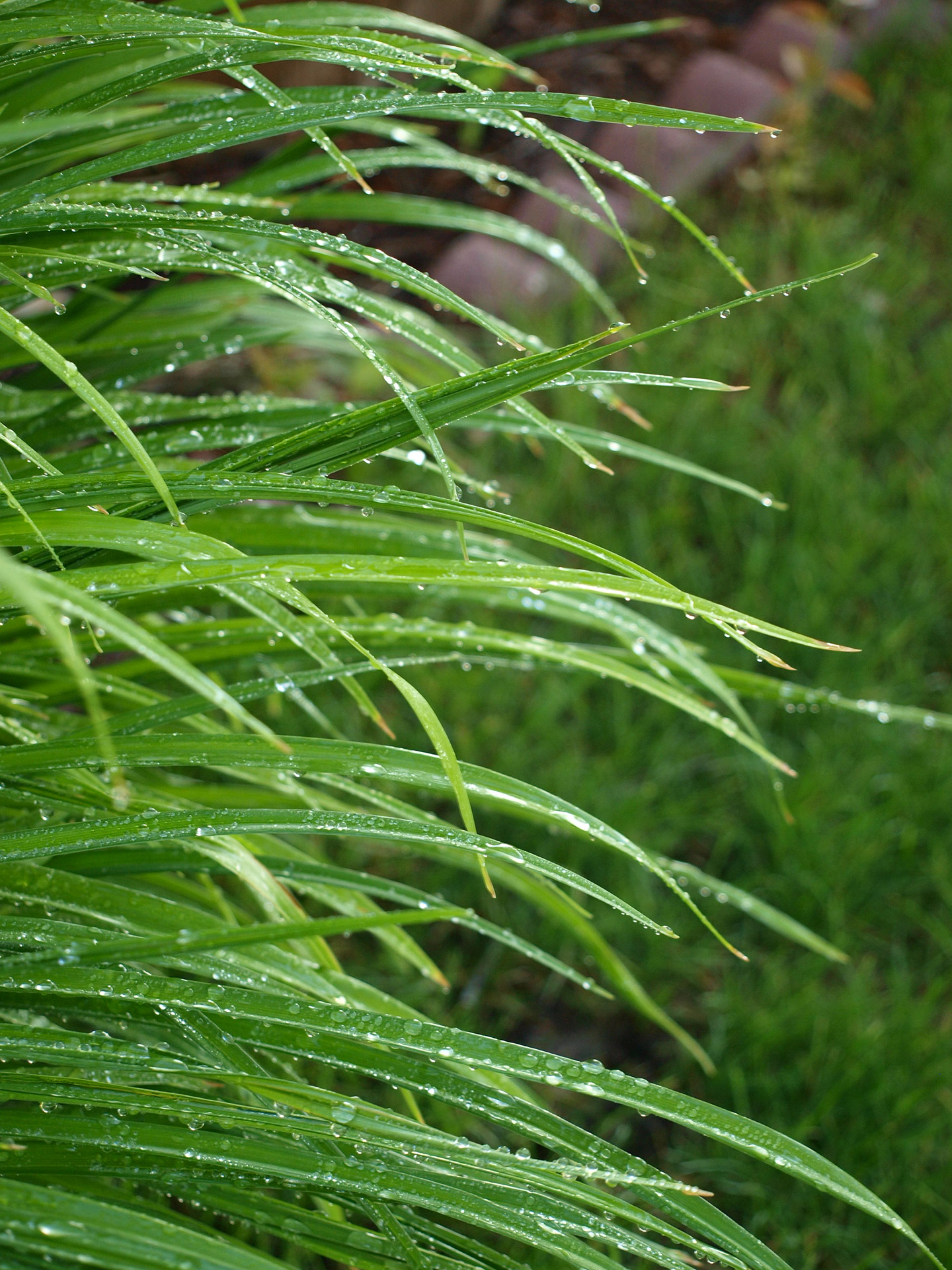 grass green wet free photo