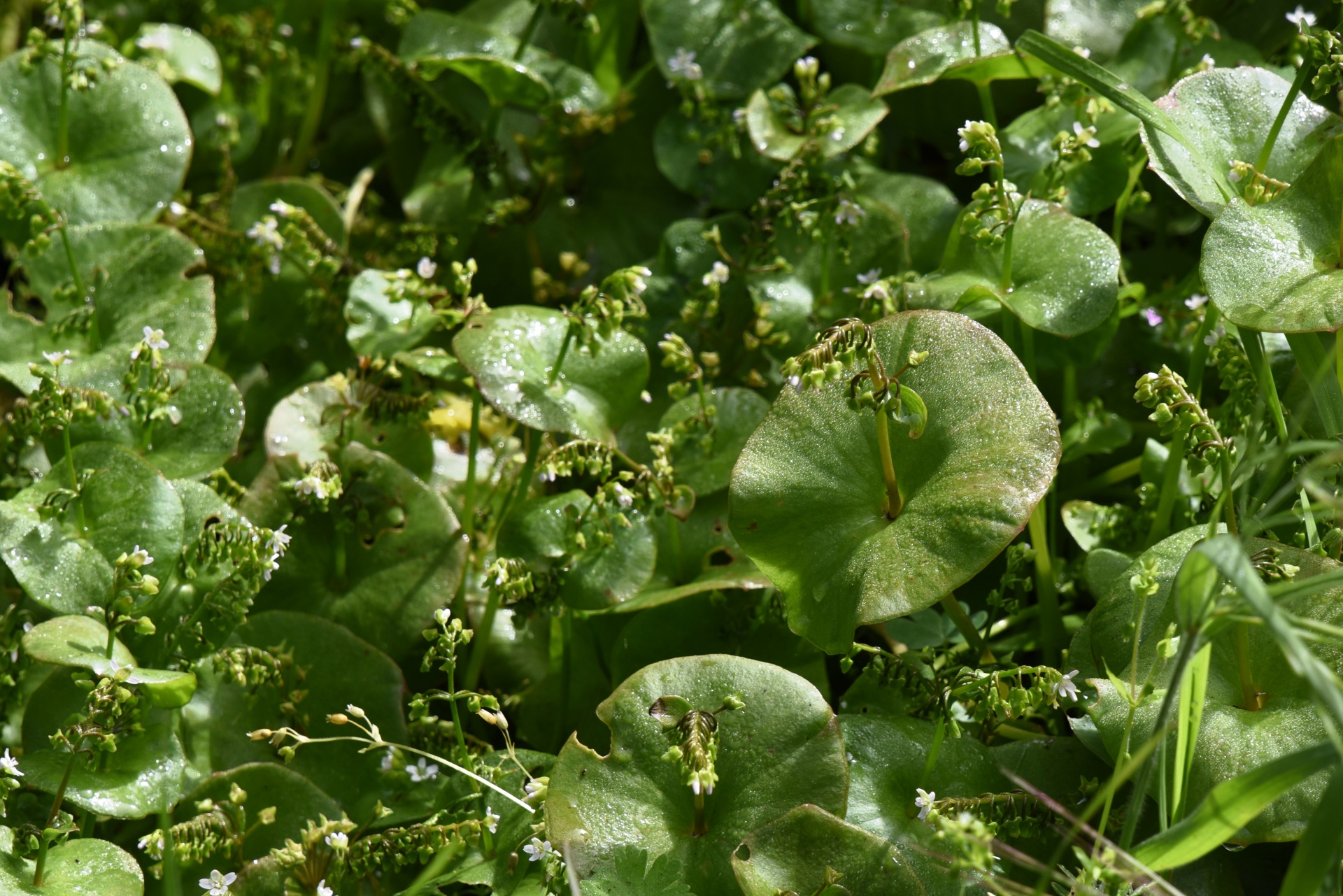 green plant water free photo