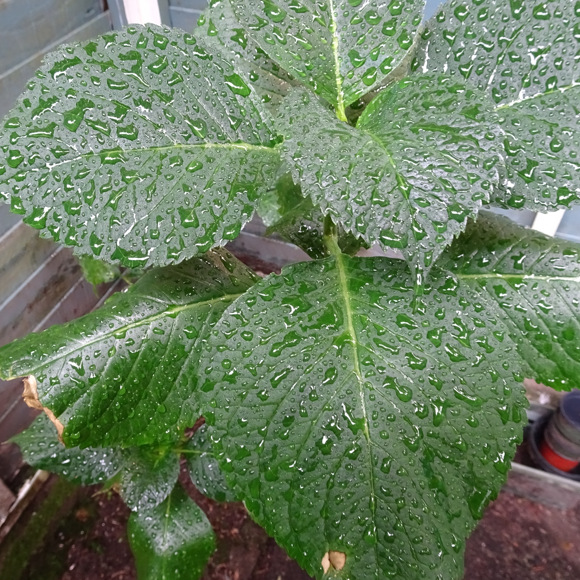 wet green leaves free photo