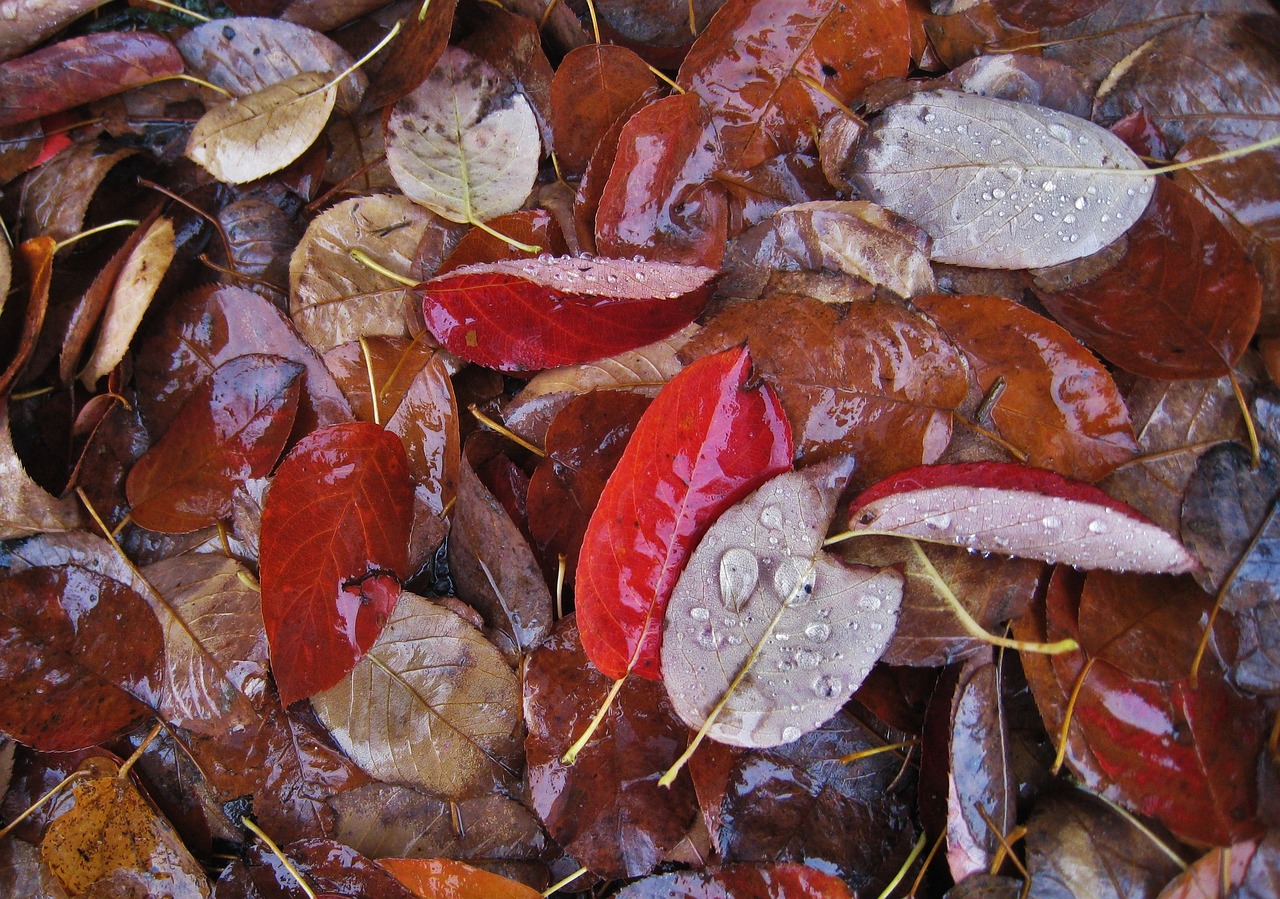 wet leaves fall foliage raindrop free photo