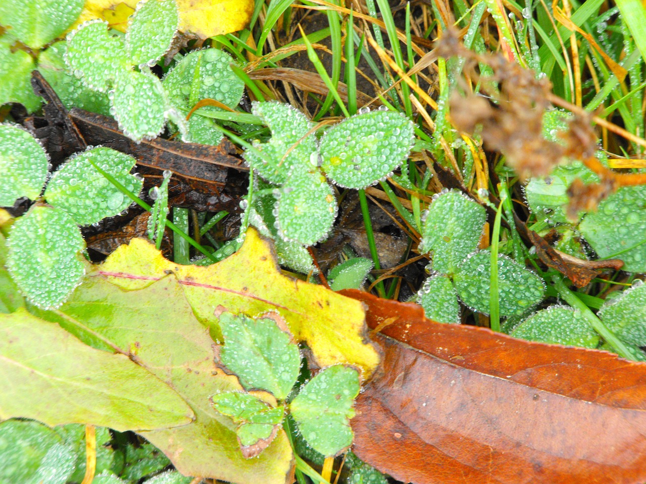 wet leaves nature damp free photo