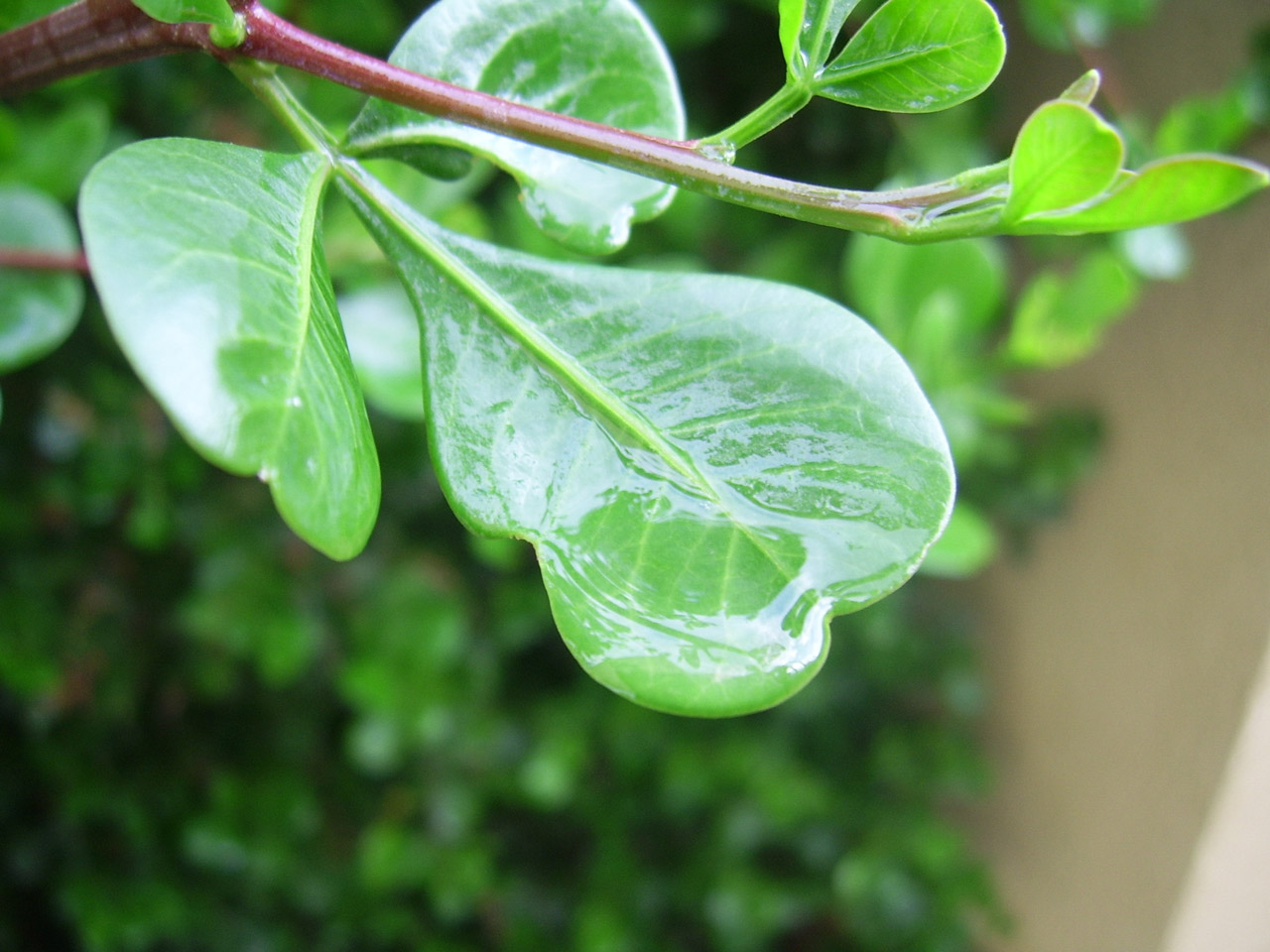 wet leaves wet leaves free photo