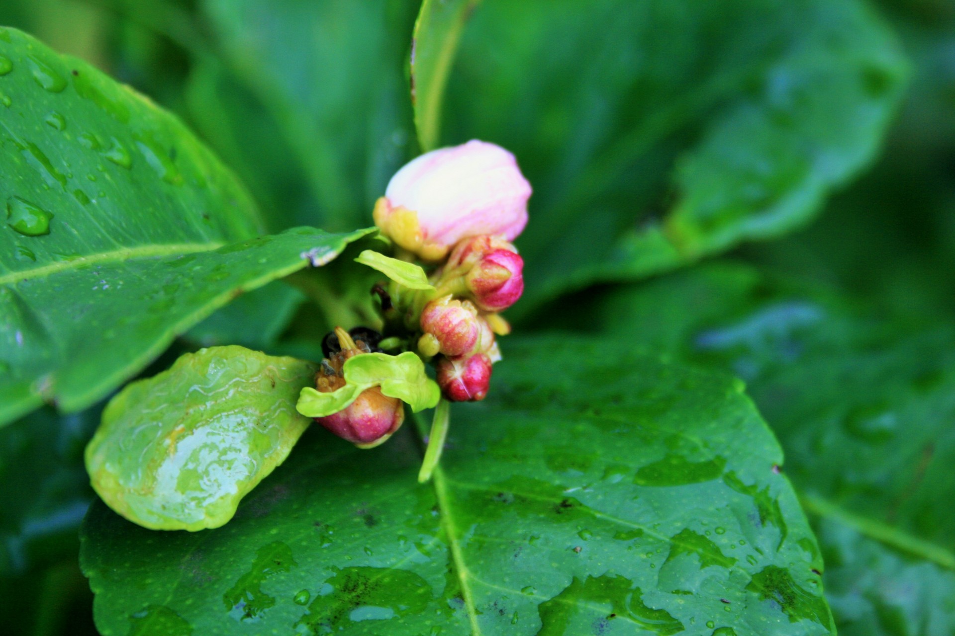 lemon leaves blossom free photo