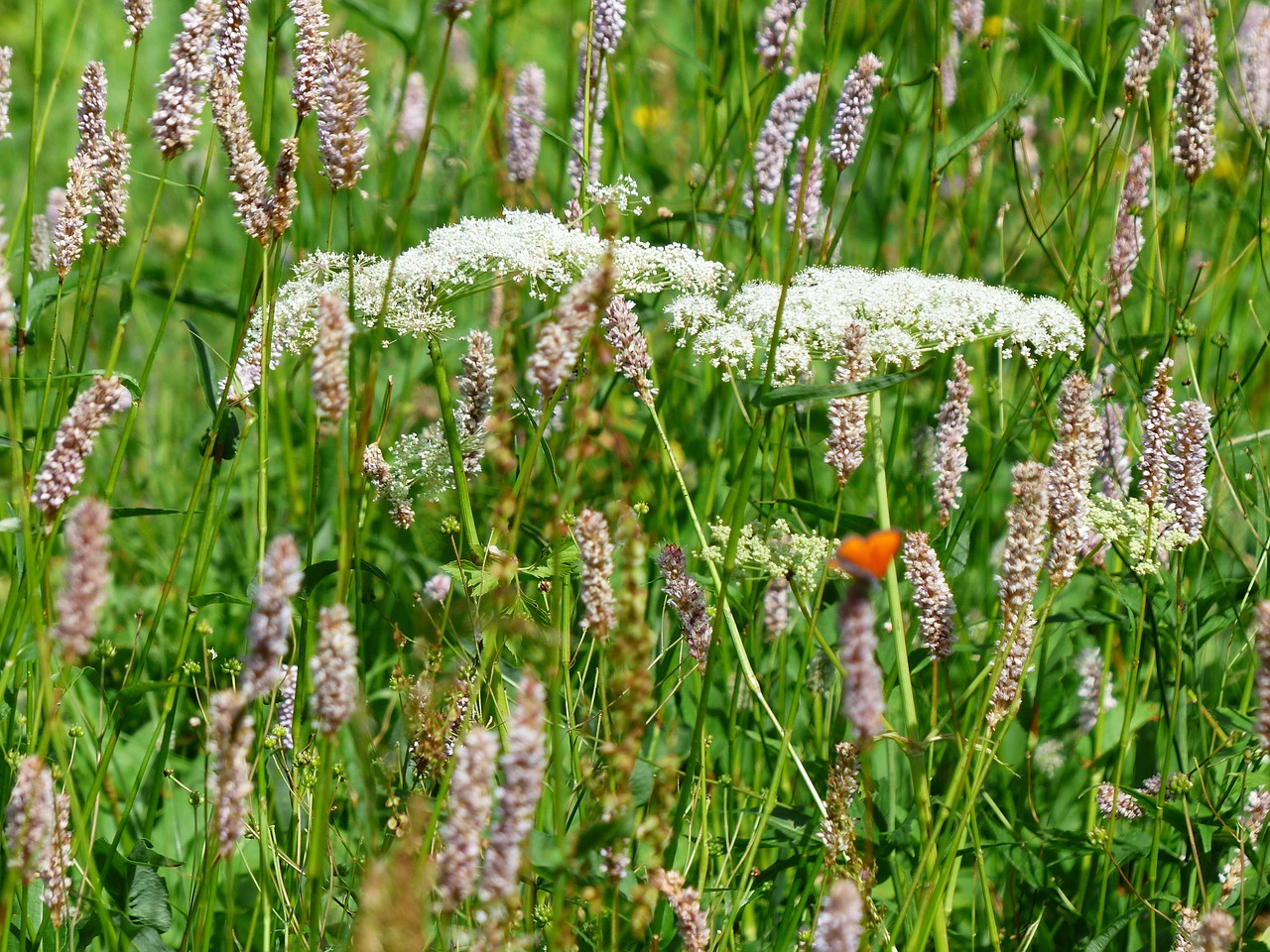 wet meadow meadow snakes knotweed free photo