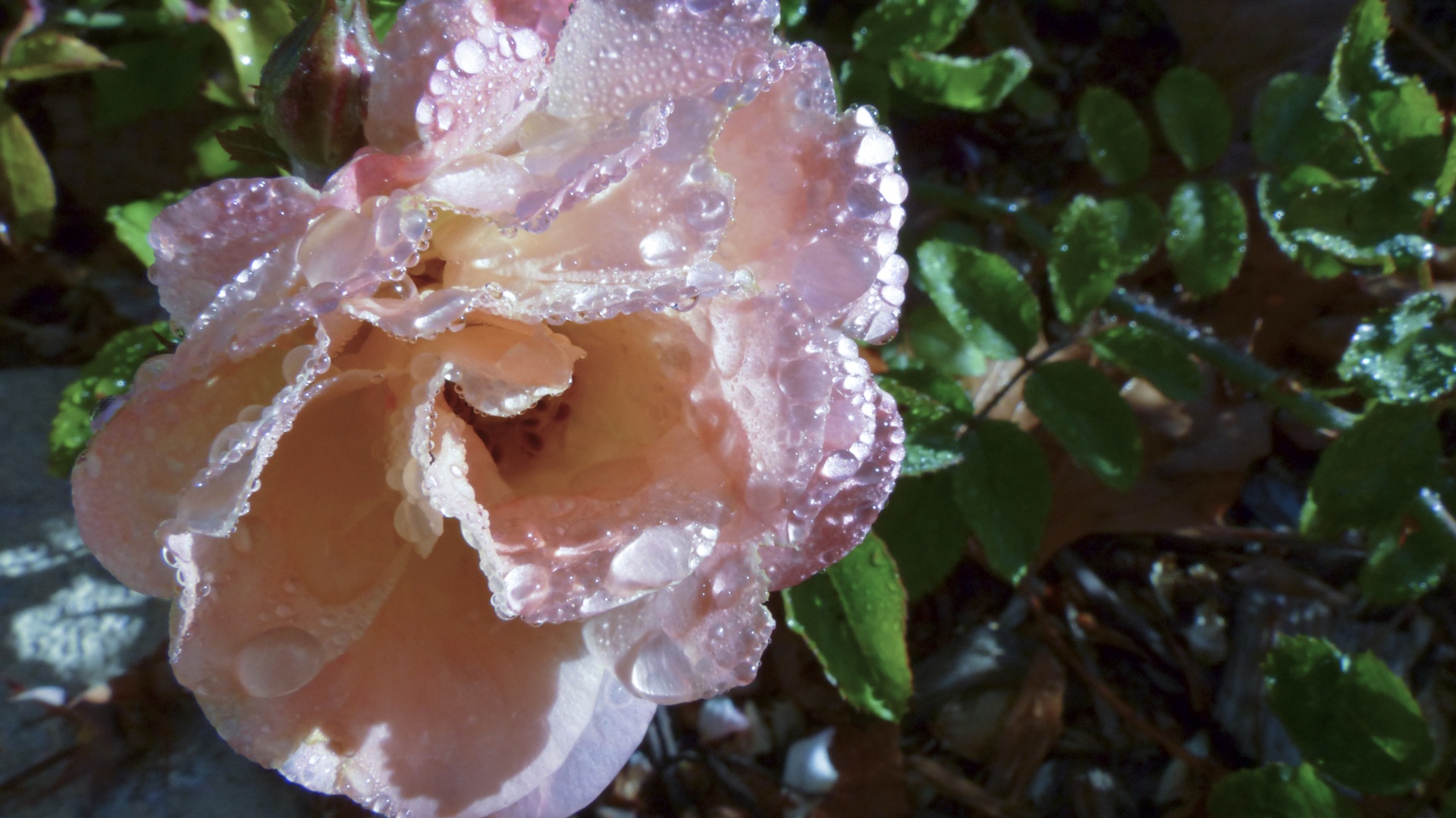 rose flower droplets free photo