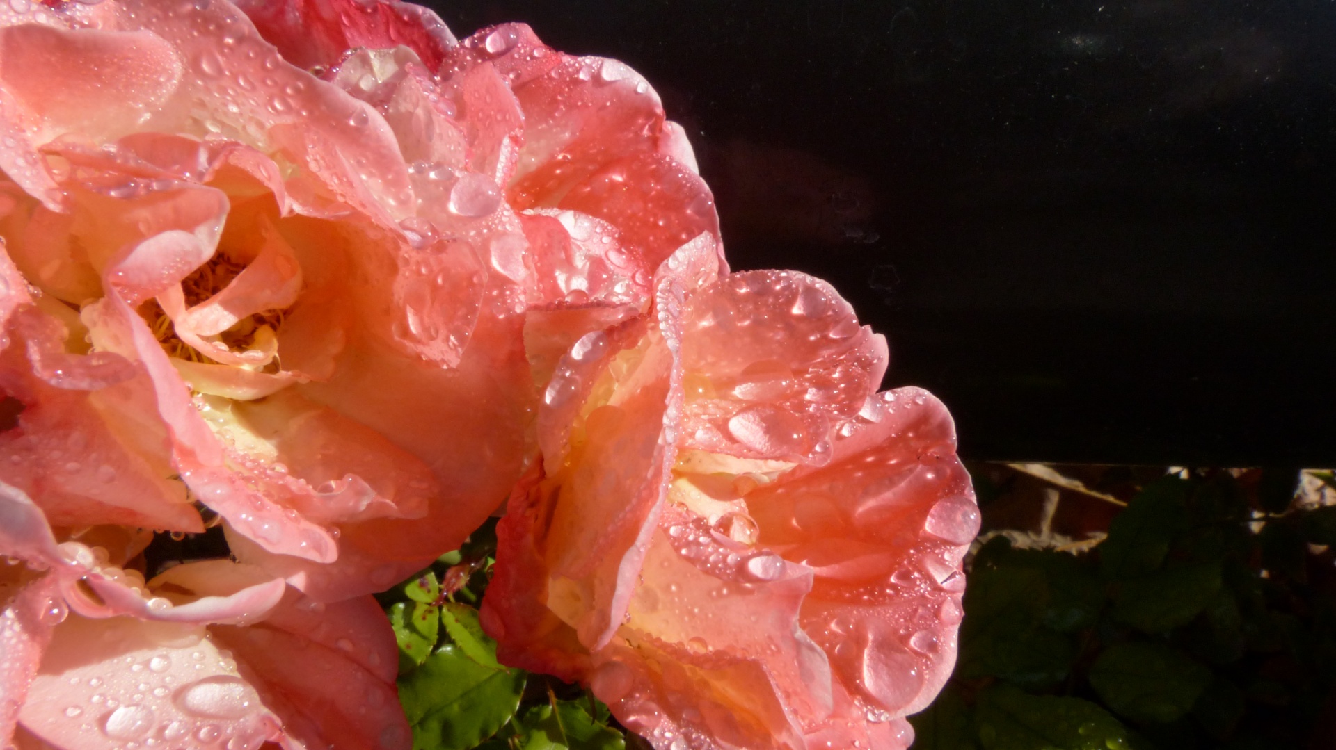 rain rose flower free photo