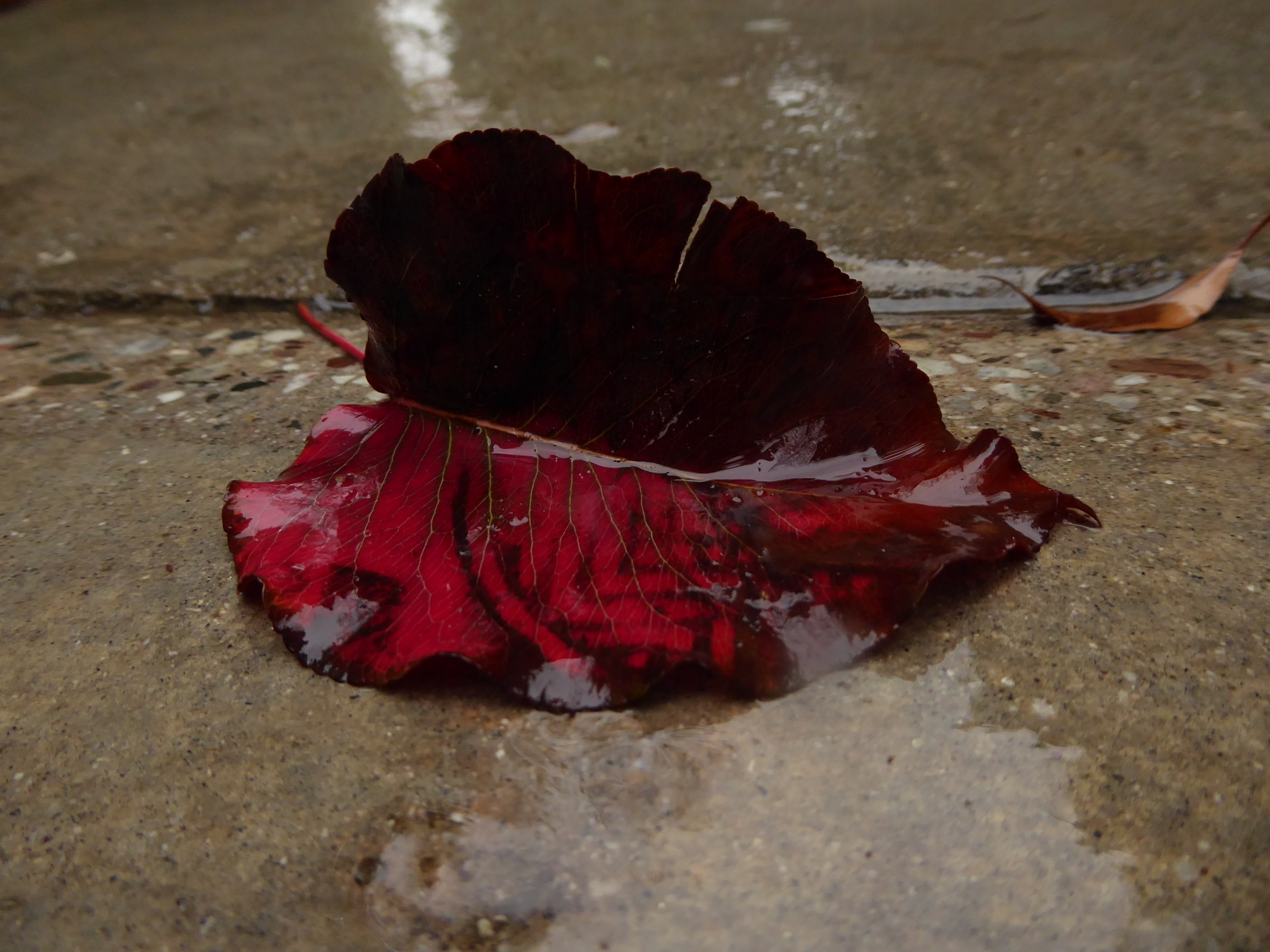 red leaf wet leaf rain free photo