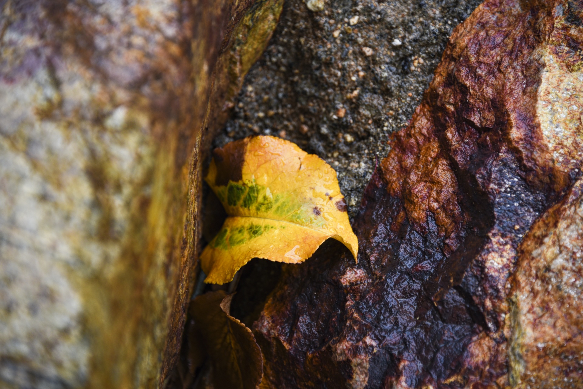 wet rocks leaf free photo