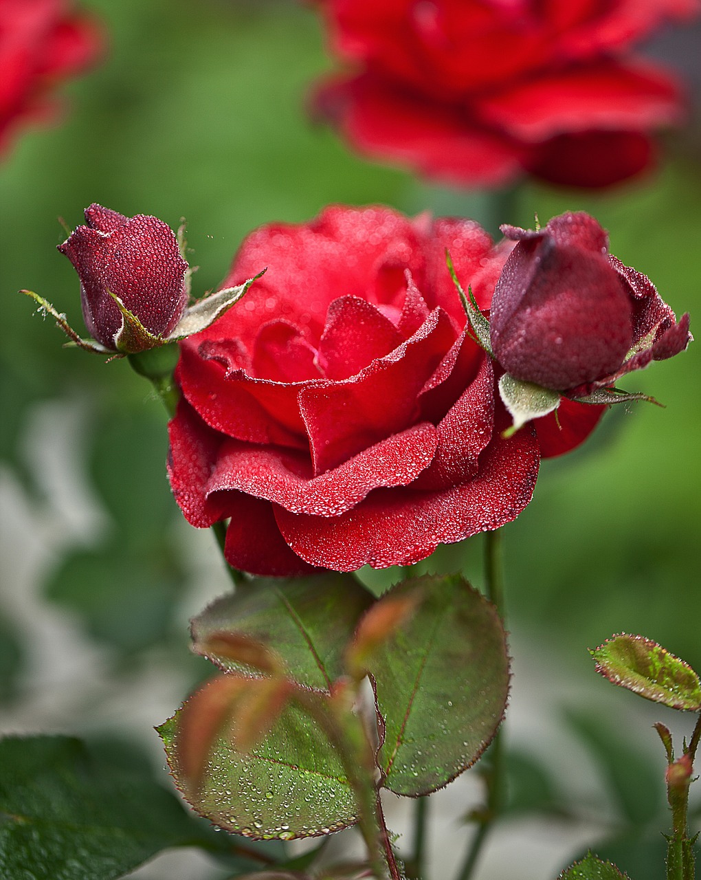 wet rose flora flower free photo