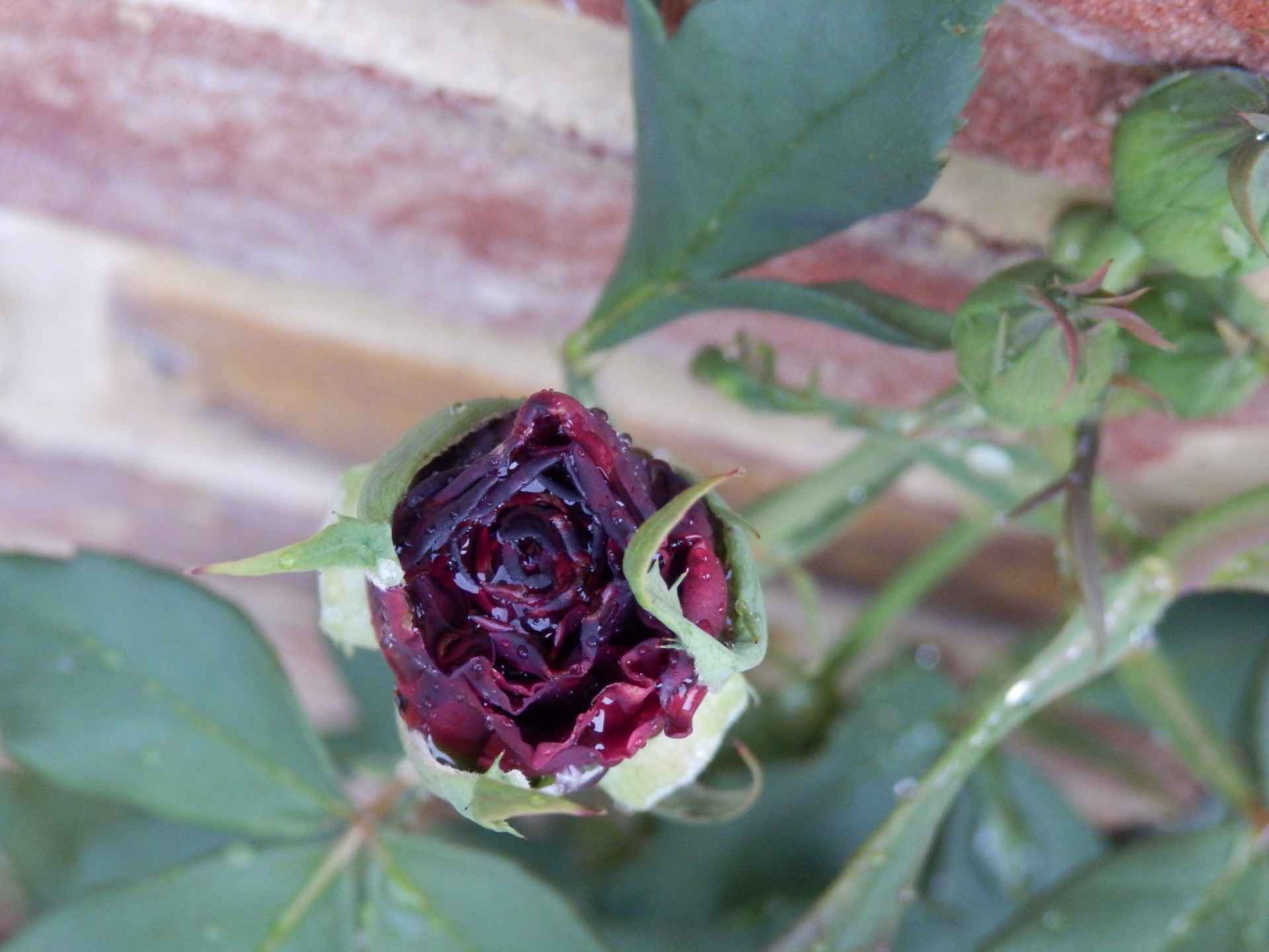 rose flower red free photo