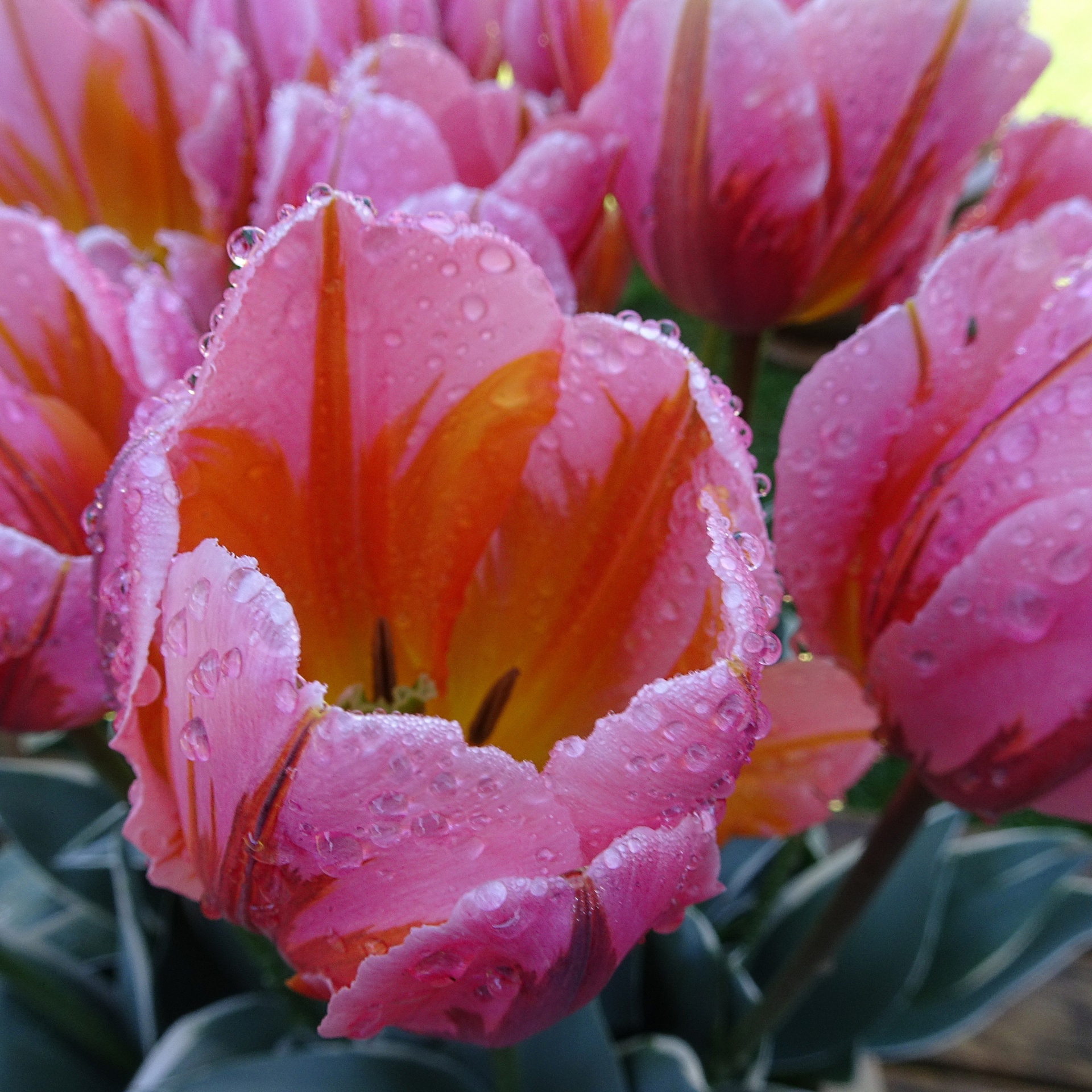 closeup tulips water free photo