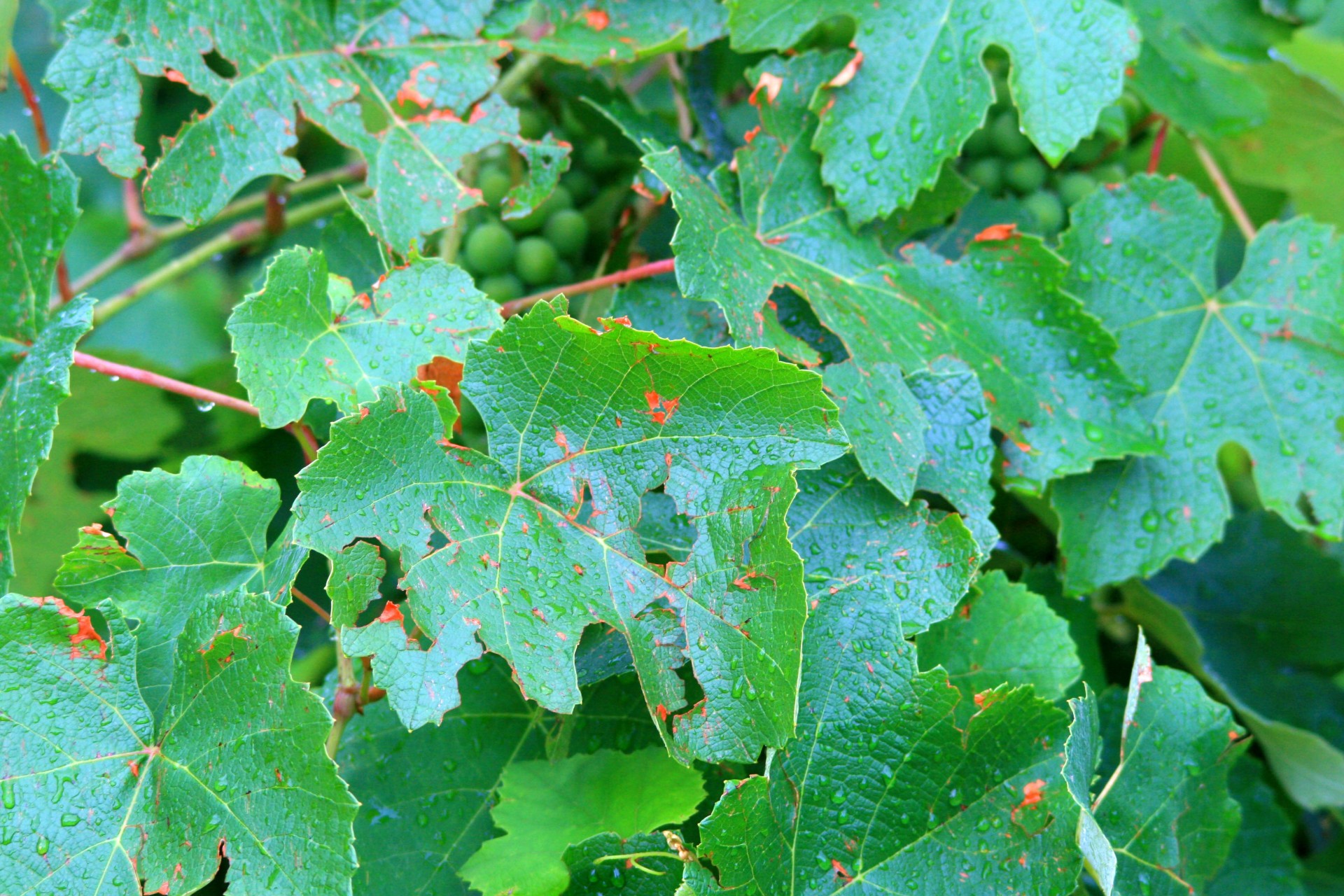 Край листа винограда. Лист винограда. Дерево с листьями похожими на виноградные. Ожоги на листьях винограда. Красные прожилки на листьях винограда.