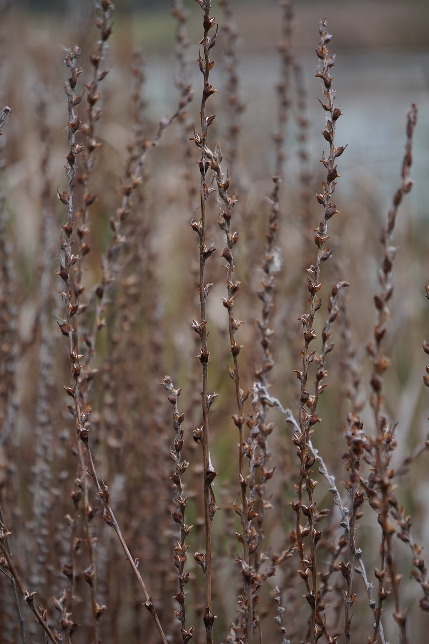 wetland plant flower free photo