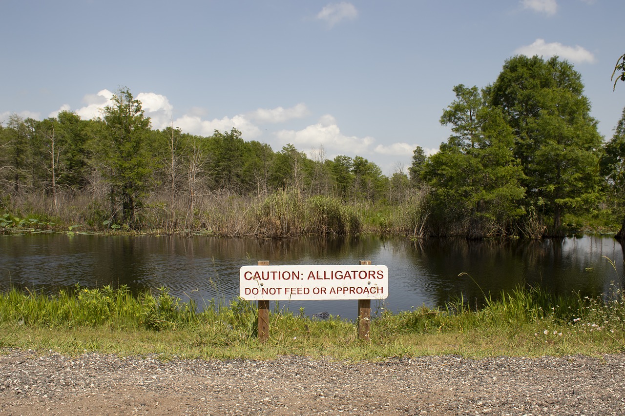 wetland  alligator  do not feed free photo