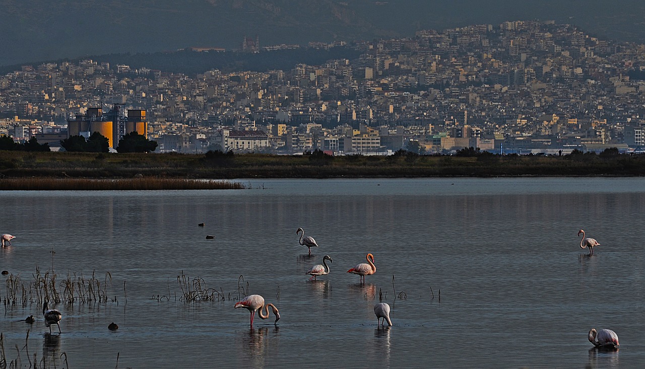 wetland  flamingo  nature free photo