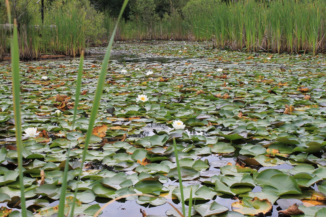 wetland  marshland  pod free photo