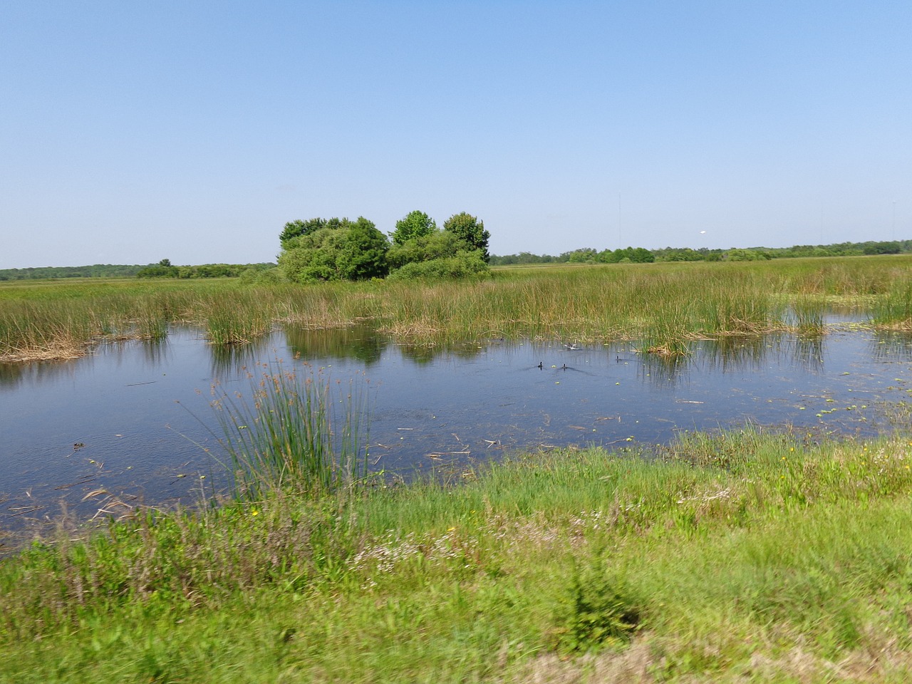 wetland nature landscape free photo