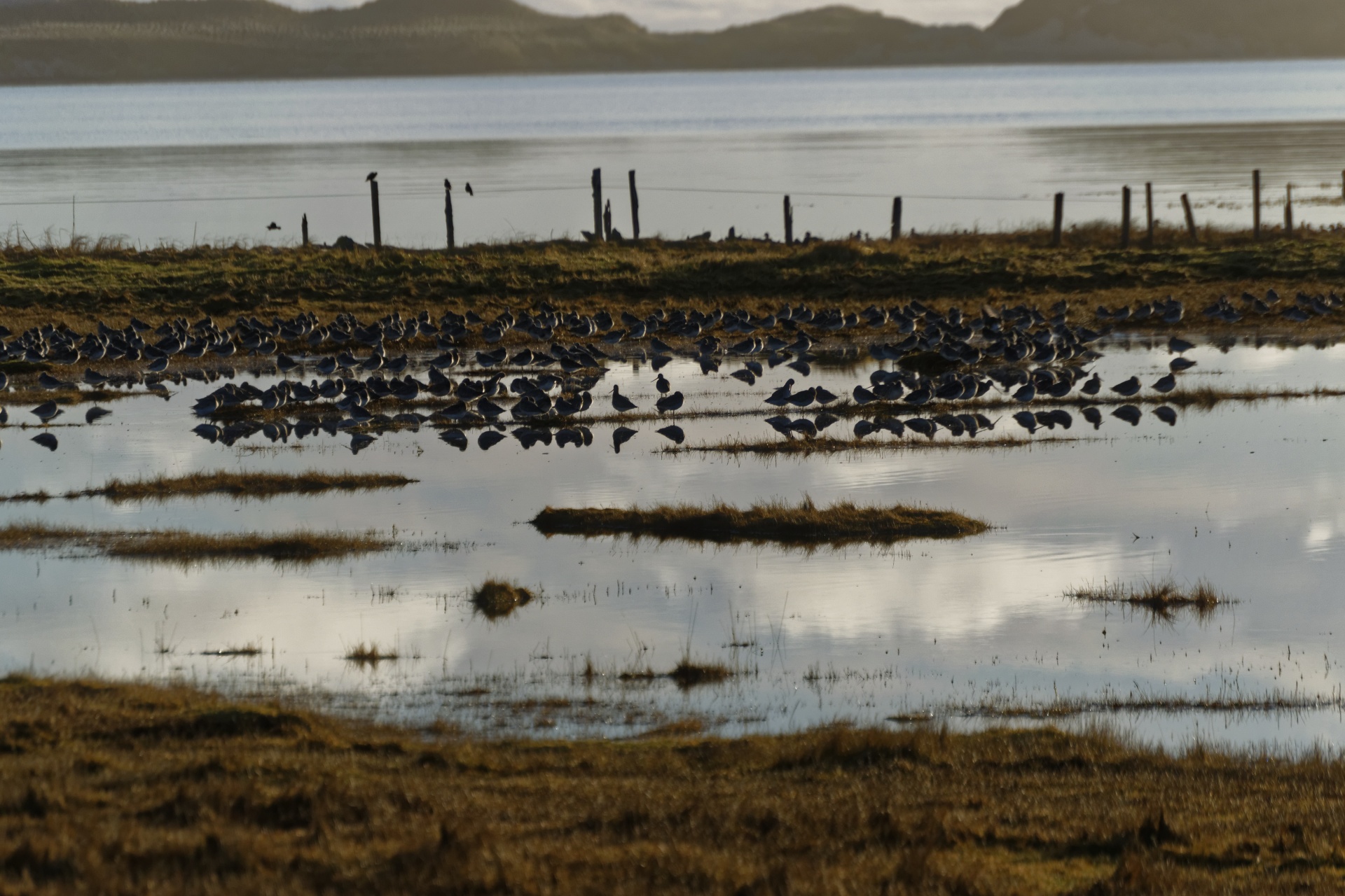 birds sea wetland free photo