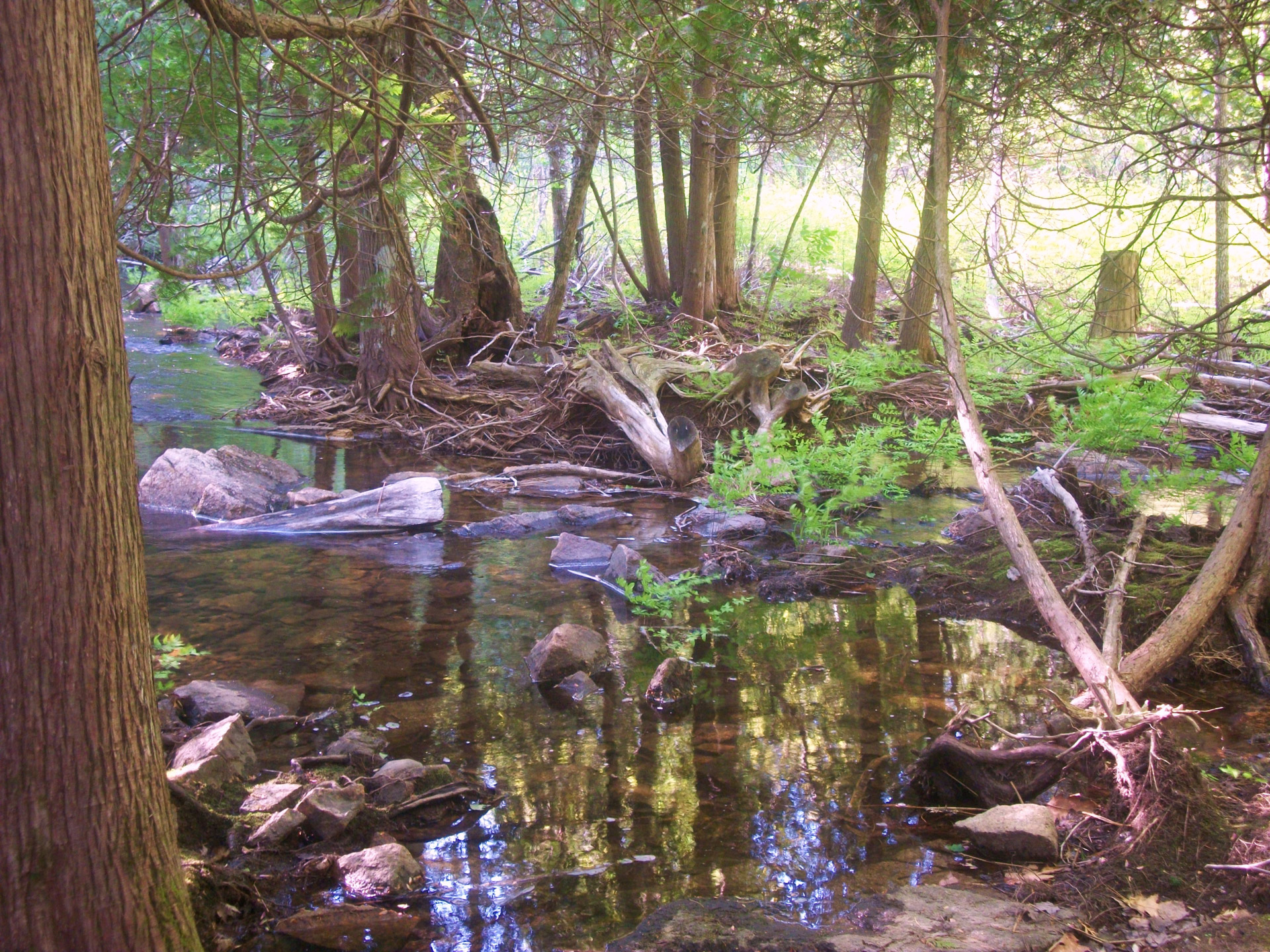 wetland wetlands duck brook free photo