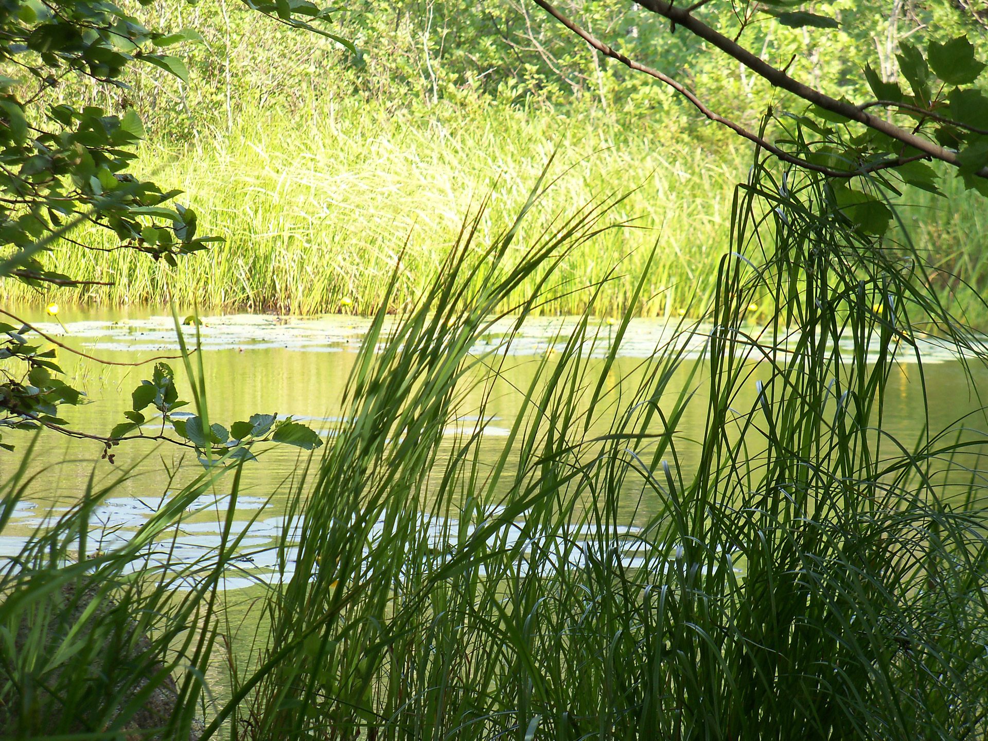 wetlands marsh bog free photo