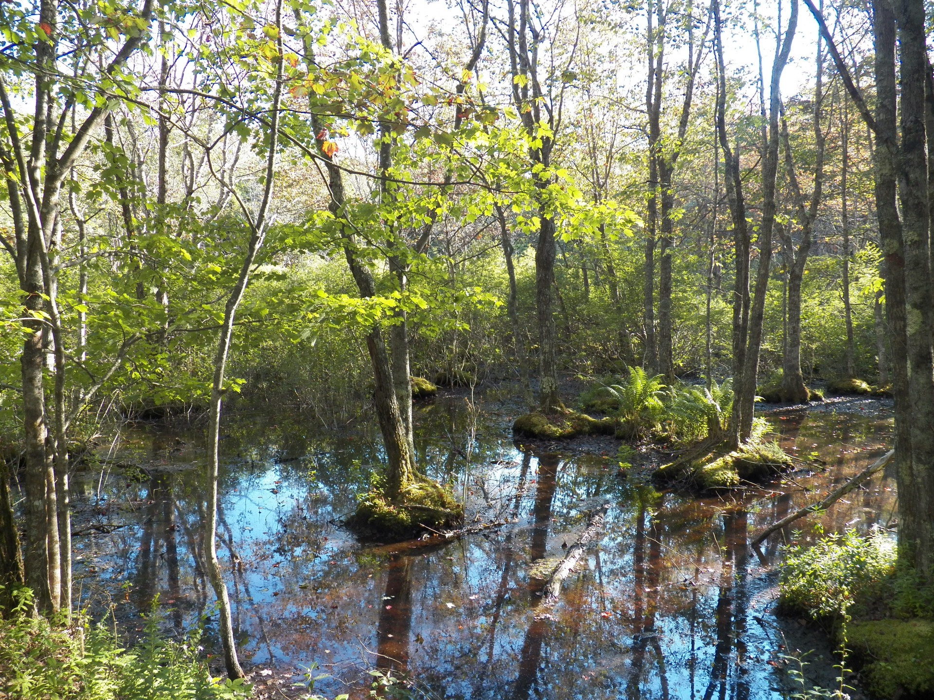wetlands swamp bog free photo