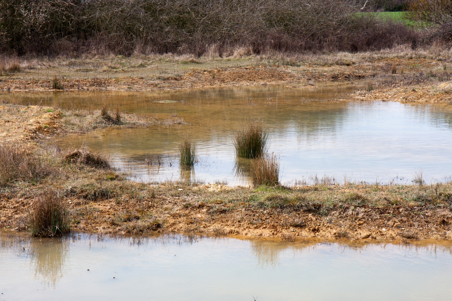 wetlands bog nature reserve free photo