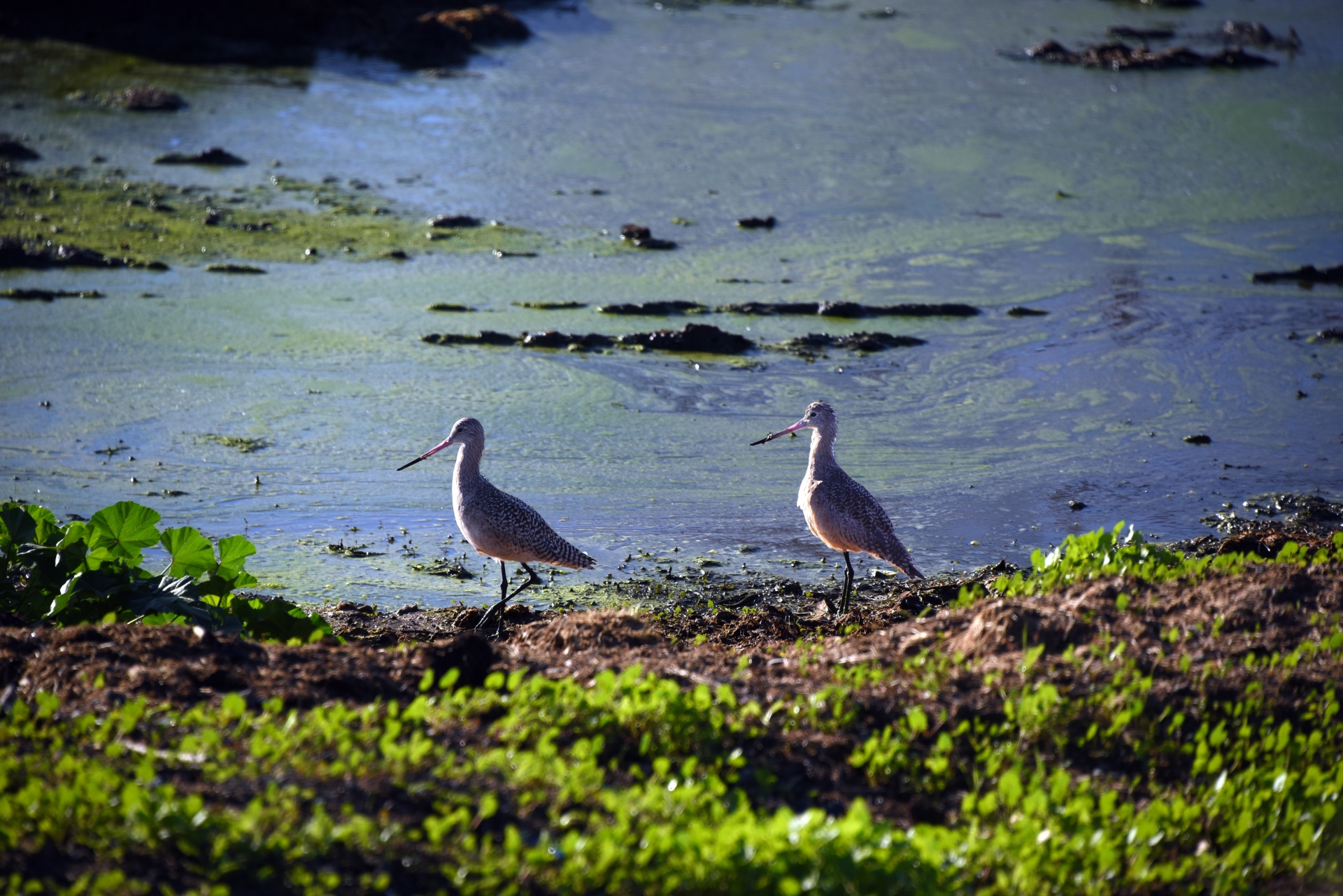 wetlands birds grass free photo