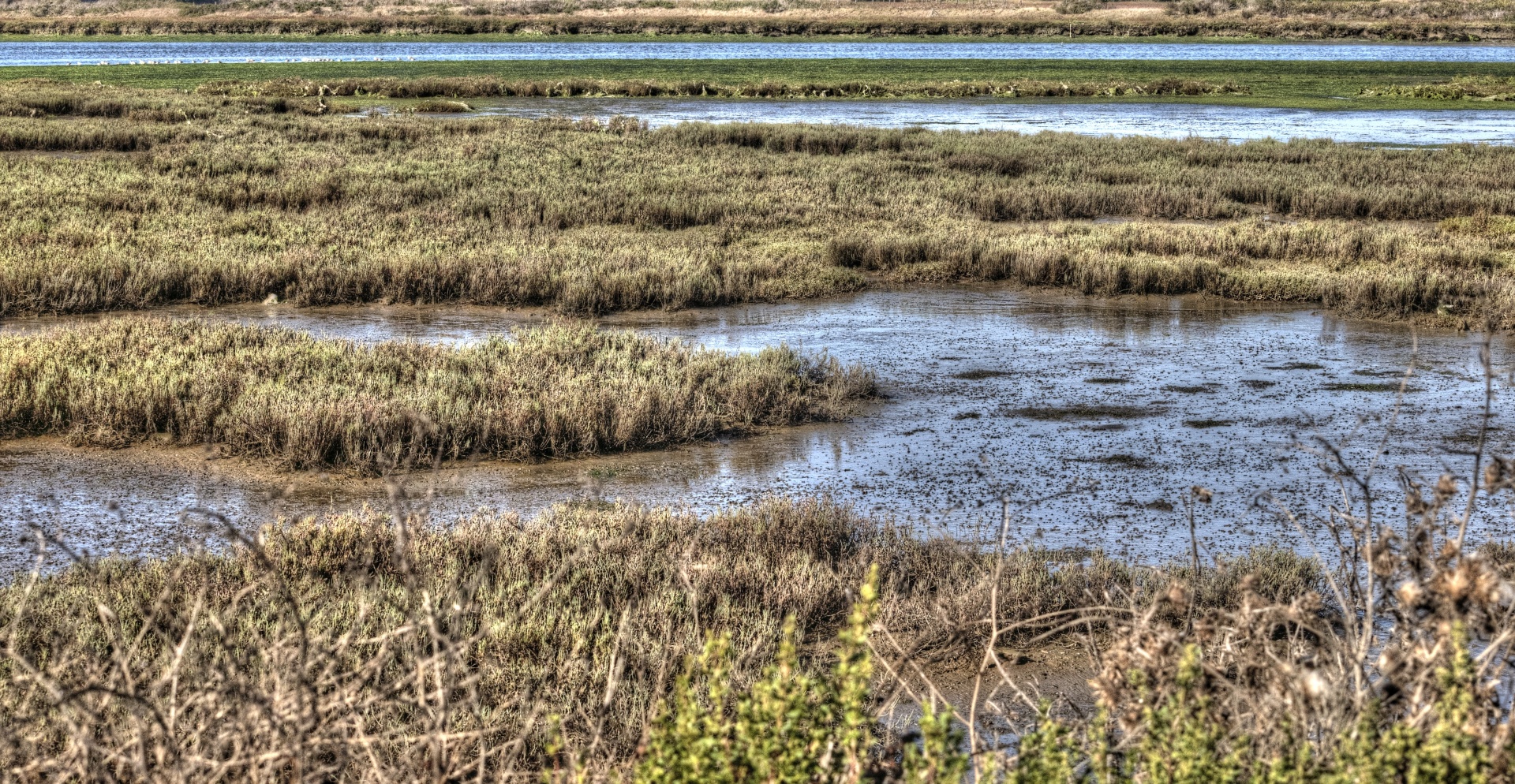 wetland wet land swamps free photo