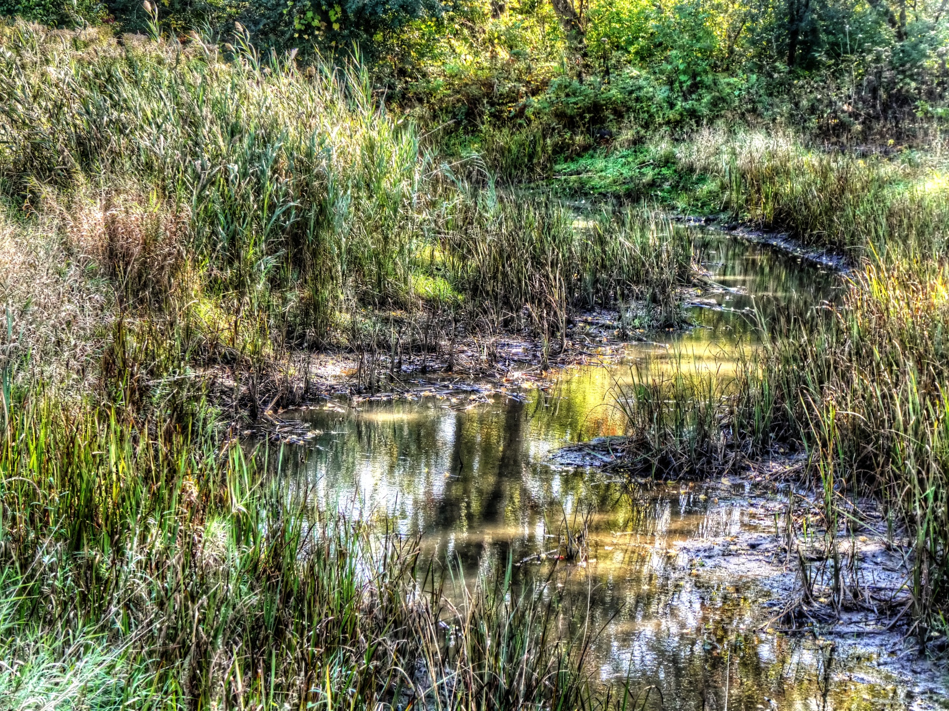 wetland wetlands marsh free photo