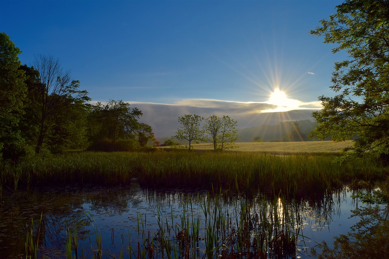 wetlands nature trees free photo