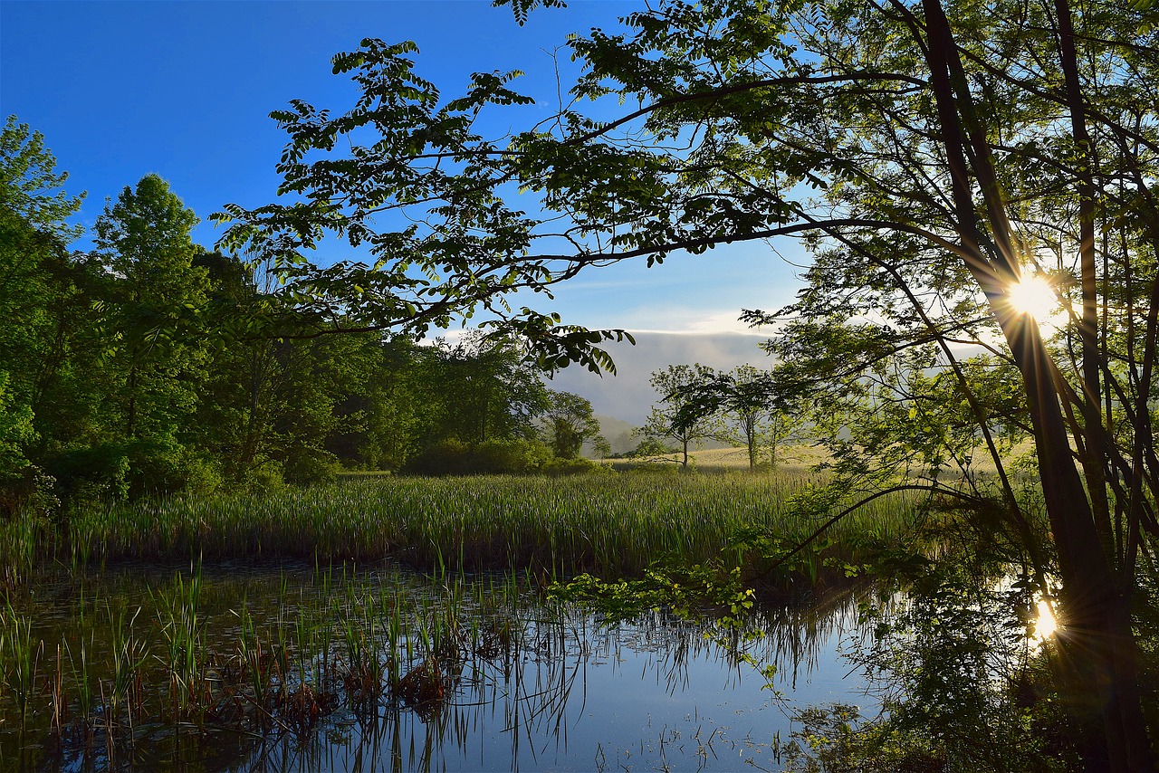 wetlands sunrise nature free photo