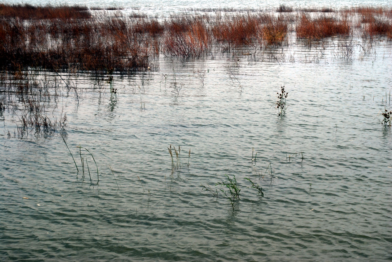 wetlands wetland ecology free photo