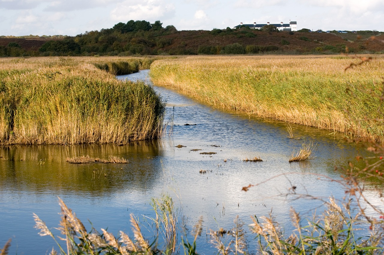 wetlands westleton suffolk free photo